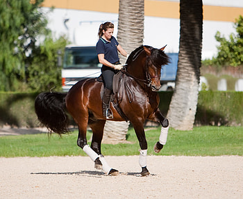 Top Iberian, spanish, andalusian, horses, bay, dressage HD wallpaper