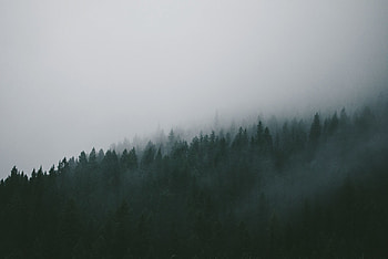 Winter, mist, forest, trees, nature HD wallpaper