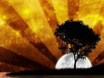 Silhouette at Night, rays, moon, silhouettes, vector, sky, tree HD wallpaper