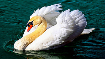 A wondrous swan, Wondrous swan wondrous, Swan wondrous swan, Wondrous swan HD wallpaper