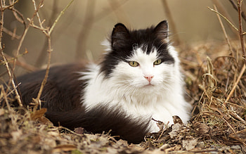 Animals, Grass, Cat, Fluffy, Lie, To Lie Down, Relaxation, Rest HD wallpaper