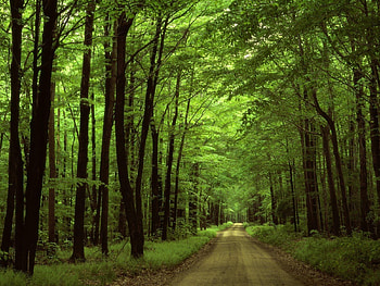 Landscape, Trees, Roads HD wallpaper