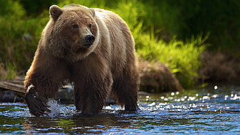 Brown bears, Forest inhabitants, Grizzly sightings, Nature's marvels HD wallpaper