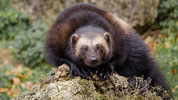Nordic spirit animal, Finding your spirit, HowStuffWorks HD wallpaper