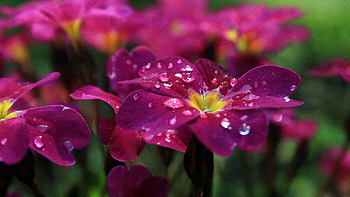 Flowers, Drops, Macro HD wallpaper