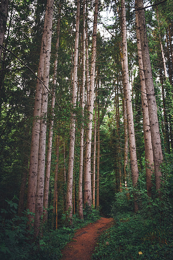 Nature, Trees, Grass, Pine, Forest, Path HD phone wallpaper