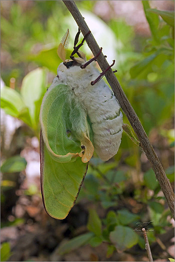 Stunning luna moth , High-quality , , Inspiring nature graphy HD phone wallpaper