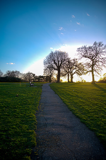 Nature, Trees, Path, Silence, Stroll, Bench HD phone wallpaper