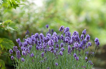 Lavender, bokeh, spring time, flowers, grass, spring, splendor HD wallpaper