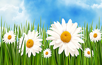 Margaritas Flower, blue, white, margarita, flower, green, sky, grass, cloud HD wallpaper