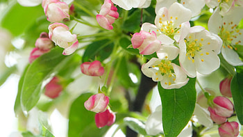 White Pink Apple Tree Flowers Petals Green Leaves Branches Flowers HD wallpaper
