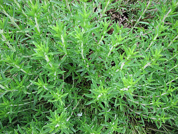 Winter savory ideas, Versatile herb, Savory culinary adventure HD wallpaper
