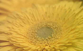 Flower, Macro, Petals, Form, Small HD wallpaper