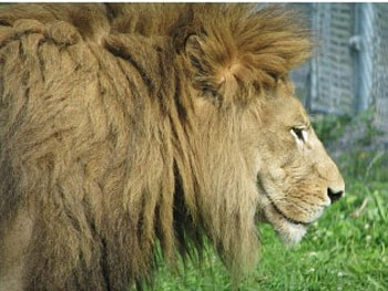 Leo the Lion, animal, lion HD wallpaper