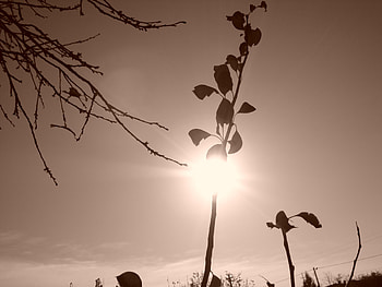 autumn sun, light, branches, autumn, sepia, sky, sun HD wallpaper