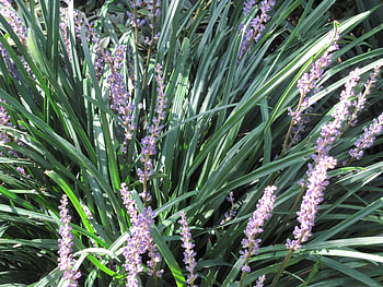 Amazing day at Edmonton garden 19, purple, graphy, green, Flowers, garden HD wallpaper