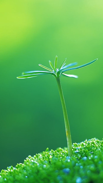 Glaucous, Green Flower HD phone wallpaper