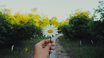Flowers, Summer, Camomile, Flower, Hand, Chamomile HD wallpaper