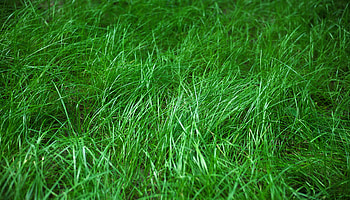 Grass, Plant, Macro HD wallpaper