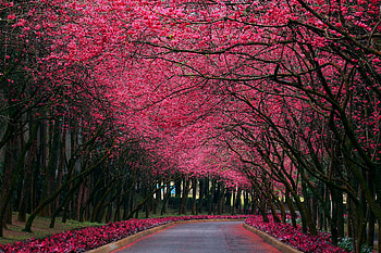 Landscape, Nature, Trees HD wallpaper