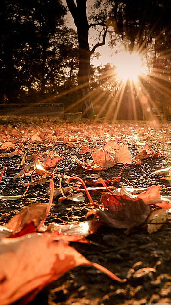 Nature 6 Plus - Autumn Leaves On The Ground Sunset 6 Plus HD phone wallpaper