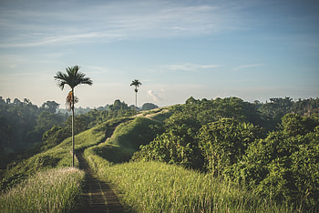 Nature, Trees, Palm, Path, Trail, Meadow HD wallpaper