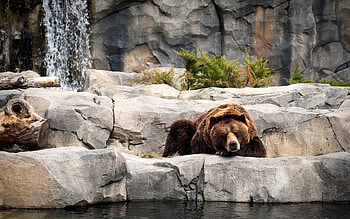 Animals, Bears HD wallpaper