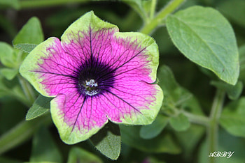 Petunia at Victoria garden, purple, Petunia, graphy, Flowers, garden HD wallpaper