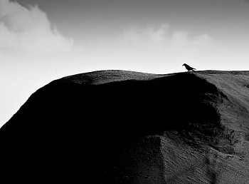 Silhouette, Bird, Relief, Rook HD wallpaper
