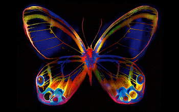 Electric Butterfly F2Cmp, artwork, computer graphics, electric, wide screen, butterfly, art, illustration HD wallpaper