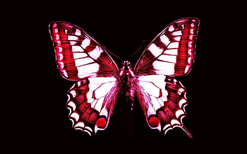 Red And White Butterfly, Animals, White, Butterfly, Red, Black HD wallpaper
