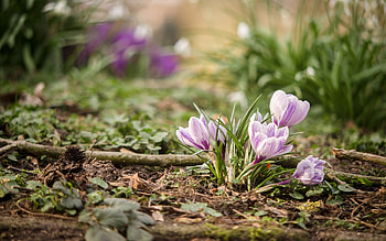 Crocuses, purple, flowers, spring HD wallpaper