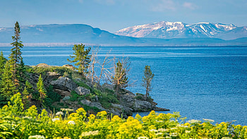 Yellowstone Lake, blossoms, flowers, mountains, water, usa, wyoming HD wallpaper