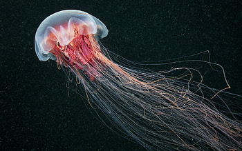Cyanea capillata, Jellyfish HD wallpaper