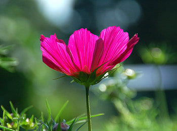 Pink cosmos, blur, spring, flower HD wallpaper