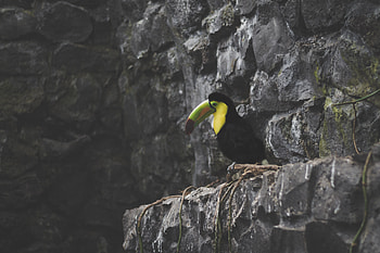 Animals, Stones, Bird, Sits, Is Sitting, Toucan HD wallpaper