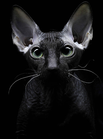 Close-up, Sphynx HD phone wallpaper