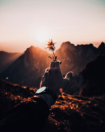 Flowers, Sunset, Flower, Hand, Sunlight HD phone wallpaper
