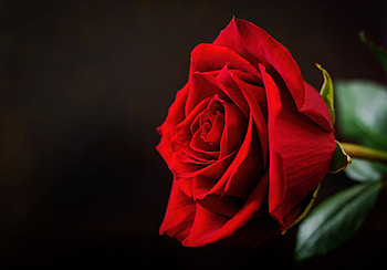Red Rose, Flower, Red, Rose, Petals HD wallpaper