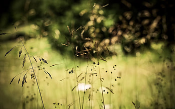 Nature, Vegetation, Herbs, Herbage, Thin, Stems HD wallpaper