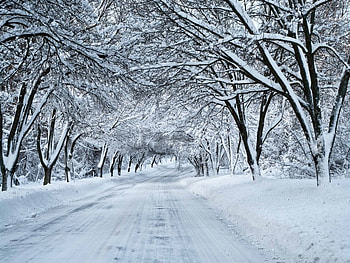 Winter, trees, Cold, Snow HD wallpaper