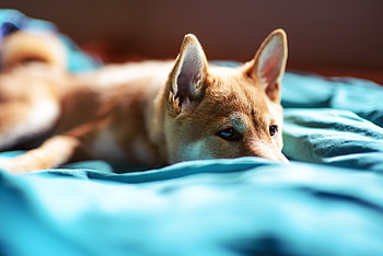 Animals, Muzzle, Sight, Opinion, Puppy, Bed HD wallpaper