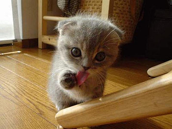 I'm washing my hands mum! :), kitten, blue, animal, kitty, , cute, small, mum, , licking, tongue, sweet, washing, lick, grey, eyes, hands, cat, colour, wash HD wallpaper