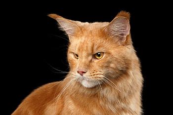 Cat, pisica, animal, black, orange, maine coon, ginger HD wallpaper