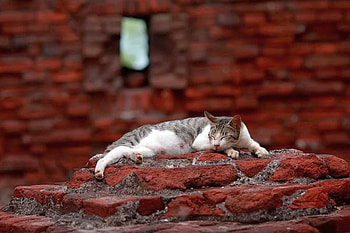 Cat in Bricks, in bricks, cool, cat HD wallpaper