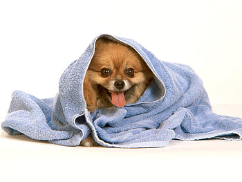 Animals, Dogs HD wallpaper