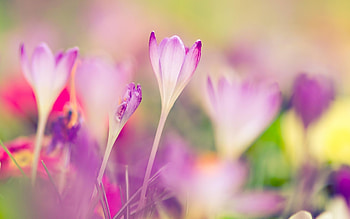 Plants, Flowers HD wallpaper