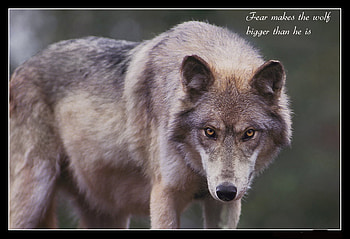 Wolves Fear, wisdom, wolves, wolf, fear HD wallpaper