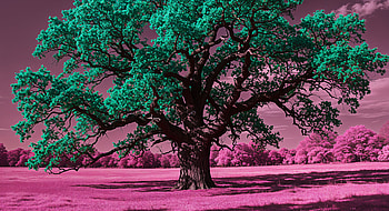 Vibrant Oak Tree in Ultra, oak tree, tree, landscape, infrared, nature HD wallpaper