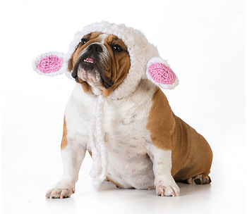 Funny dog, dog, animal, white, bunny, bulldog, pink, ears, funny, paw, hat, caine HD wallpaper